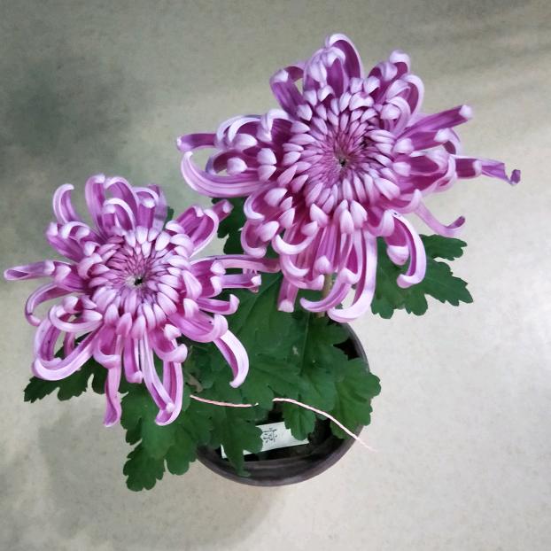 狂痴菊叟