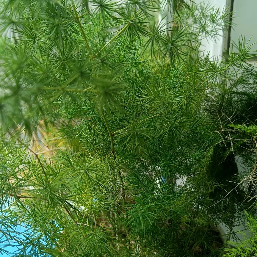 小英。