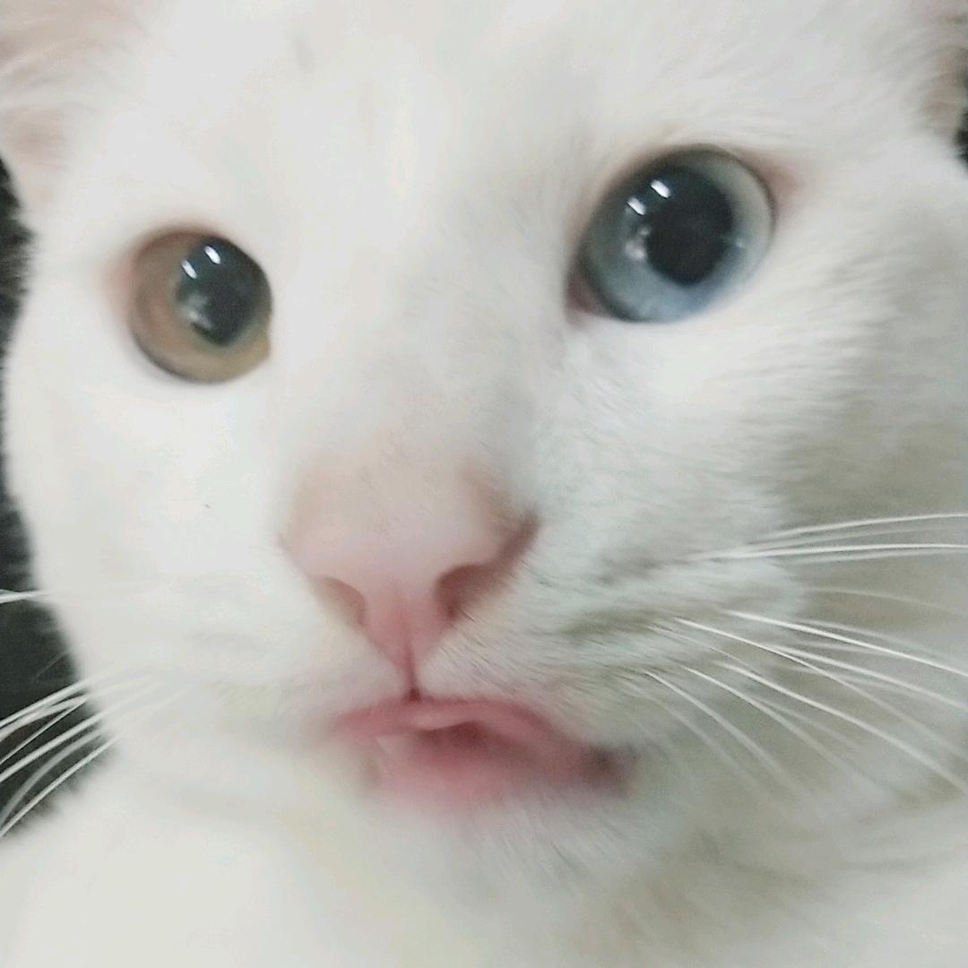 女悍匪