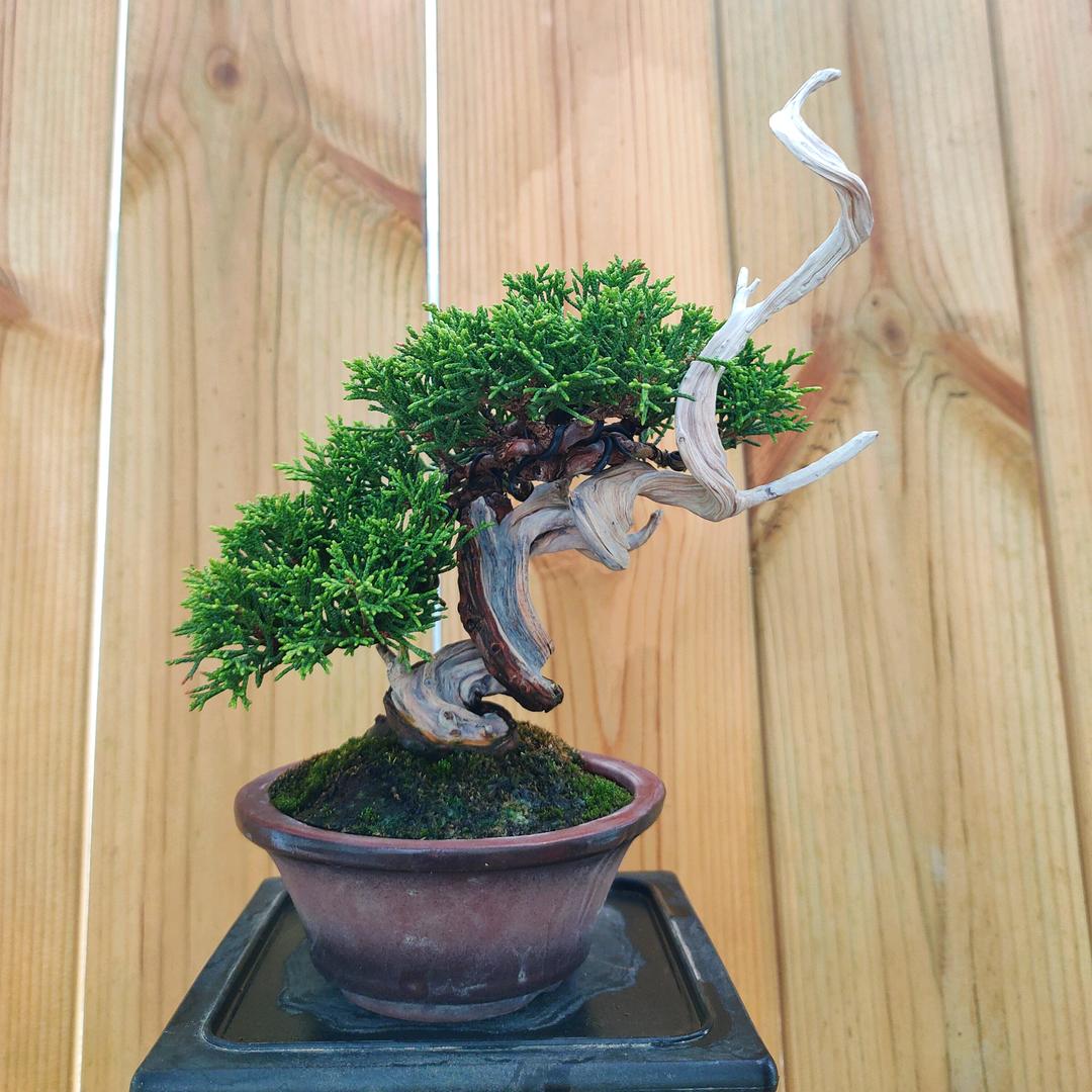 微盆小景