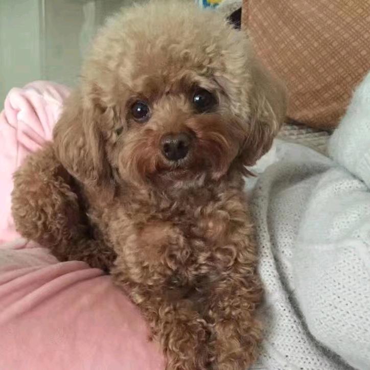 小男孩当当