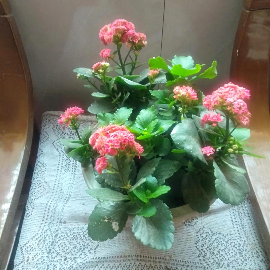 花、