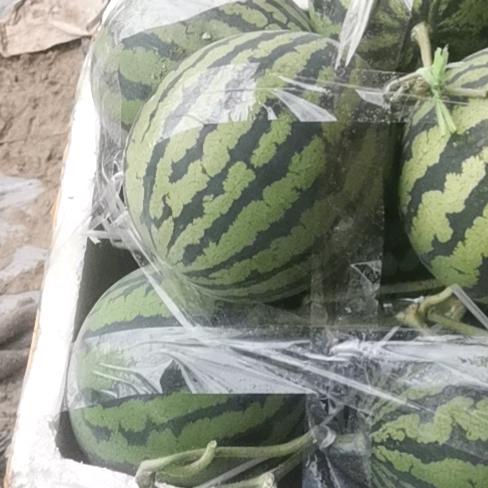 拉萨大棚耍泥巴