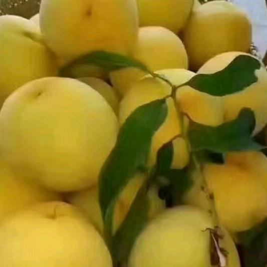 我的玫瑰不在你手
