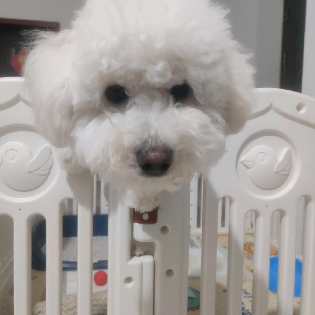 饺子是只比熊
