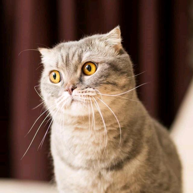 古诗鉴赏花都湖少吃点好