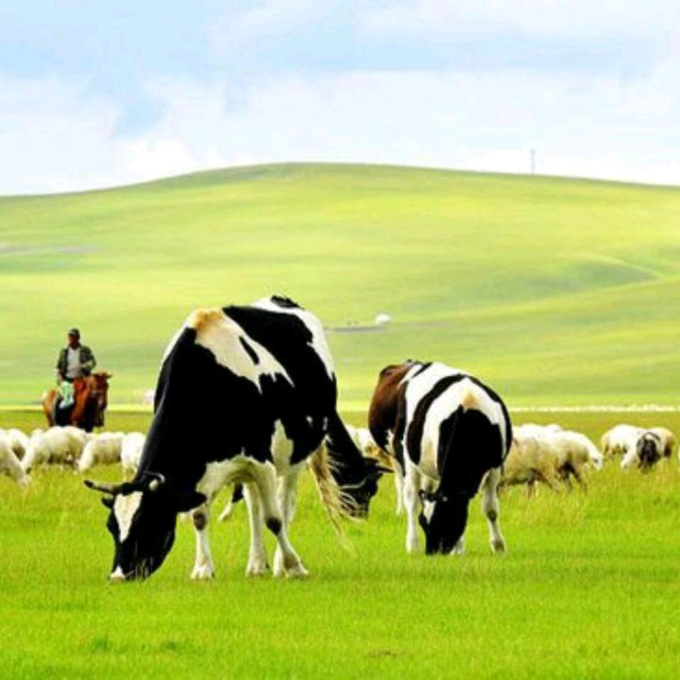 郑州万邦羊副批发