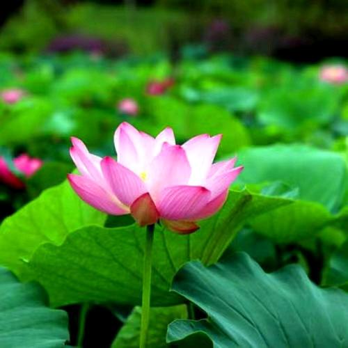 春暖花开