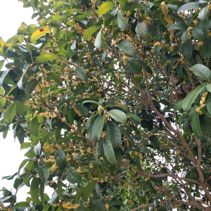 墨夏阳