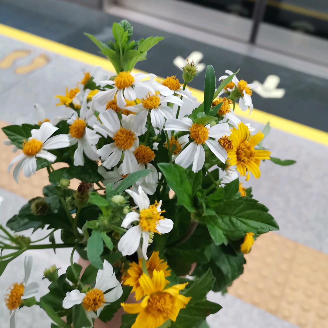 罗夫