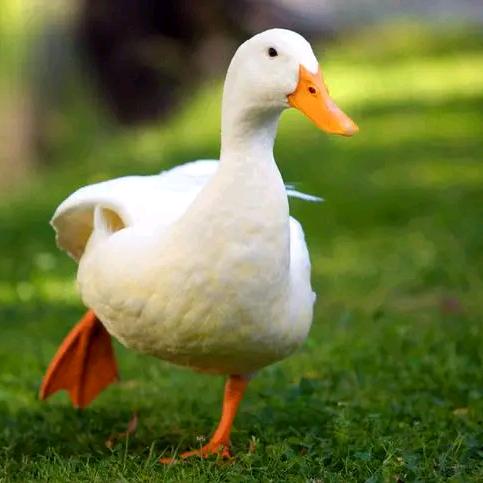 小胡小胡 追求幸福