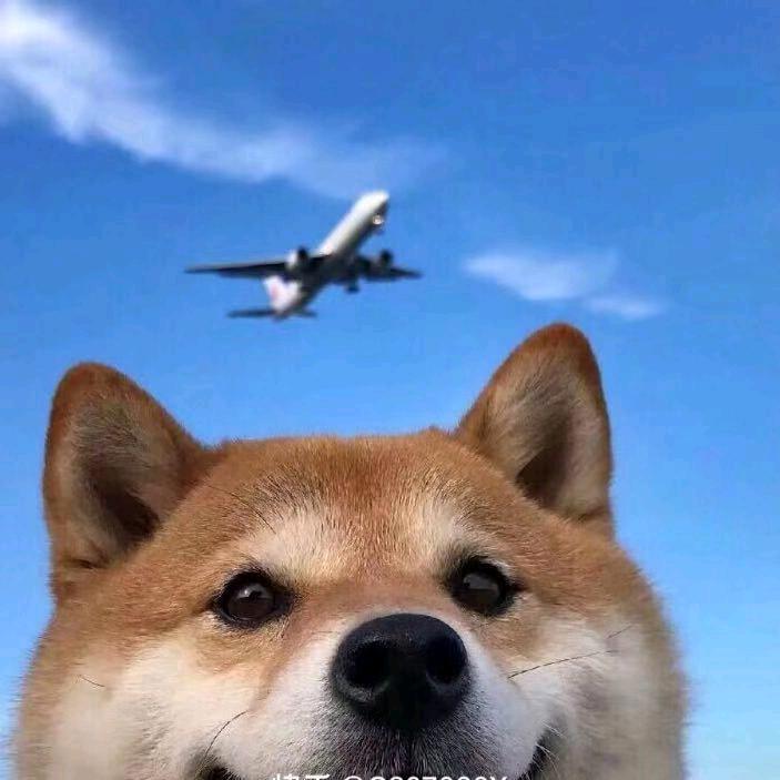 仰望星空的柴犬