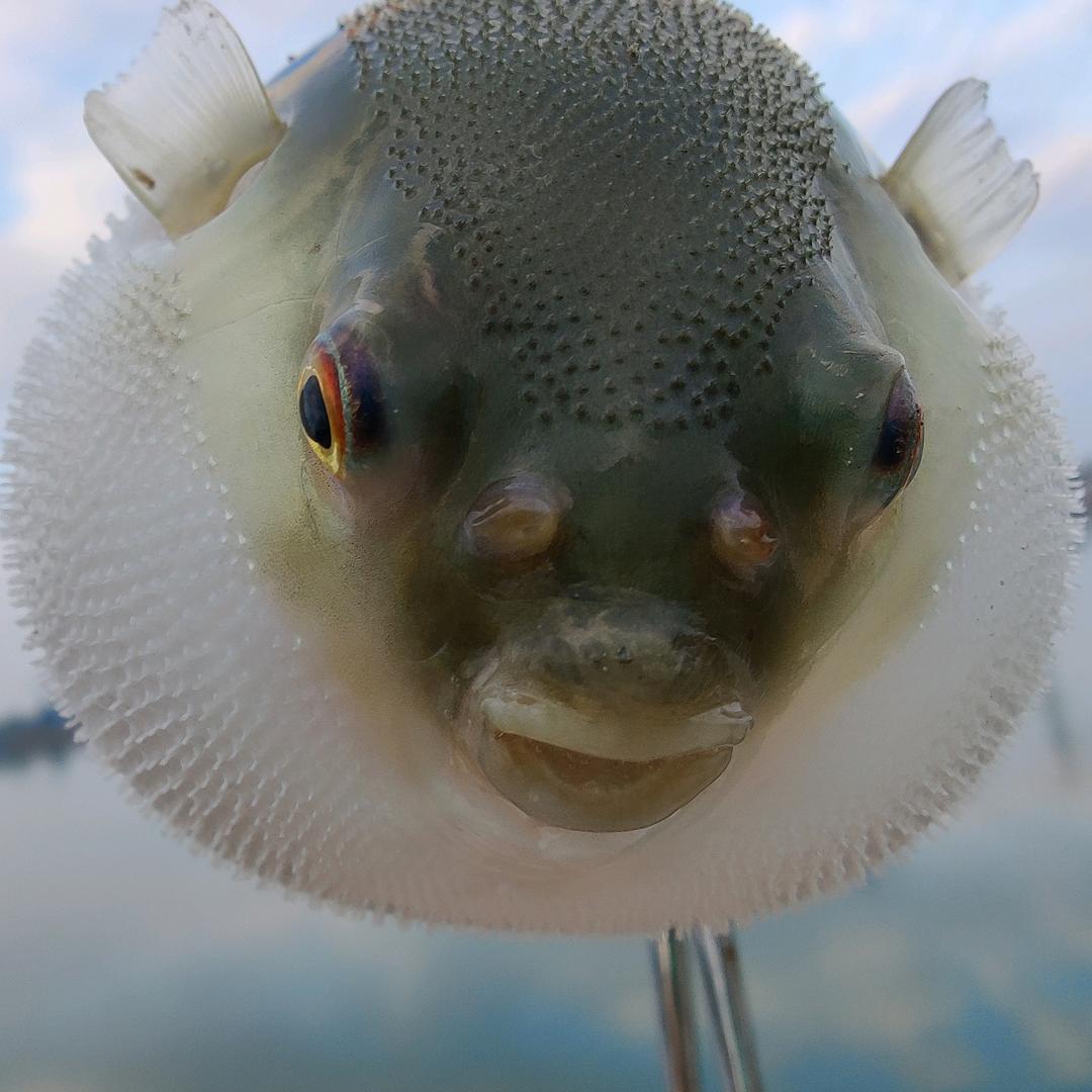 河豚大师🐡佛性钓鱼
