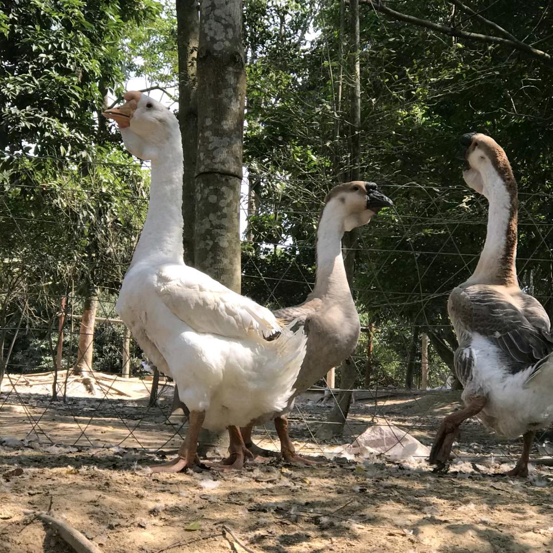 福星家禽孵化