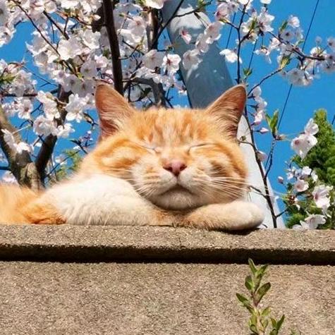 肥橘一枚