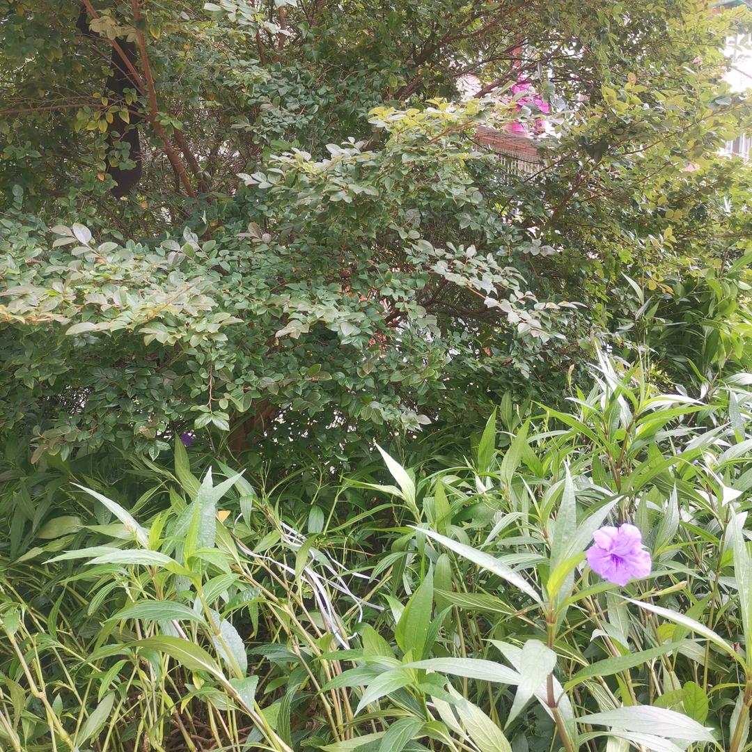 爱您宝贝