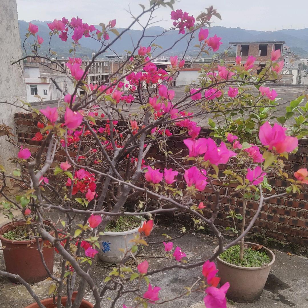 山青水秀