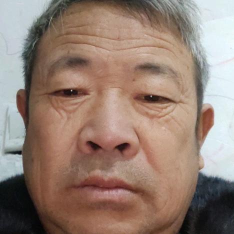 苦丁茶