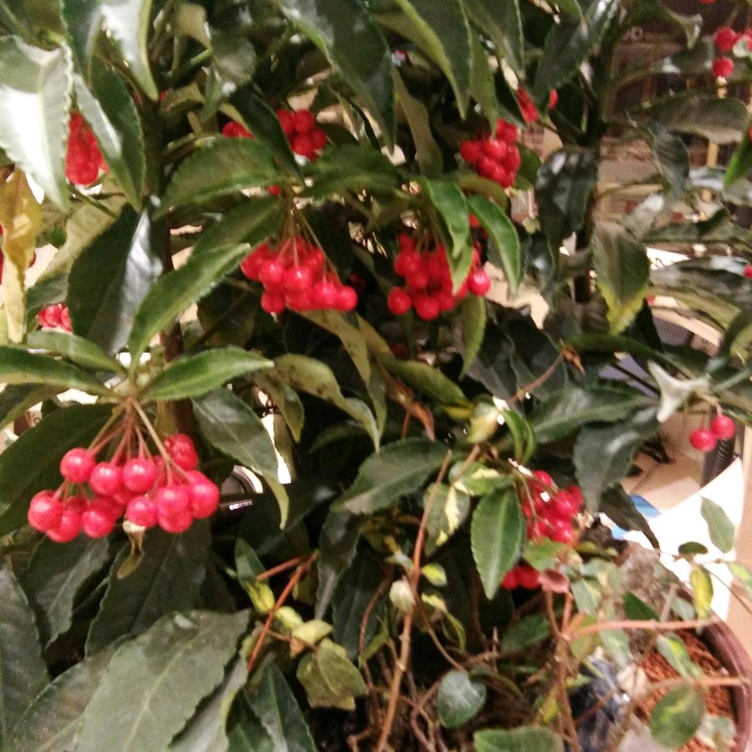 王新中