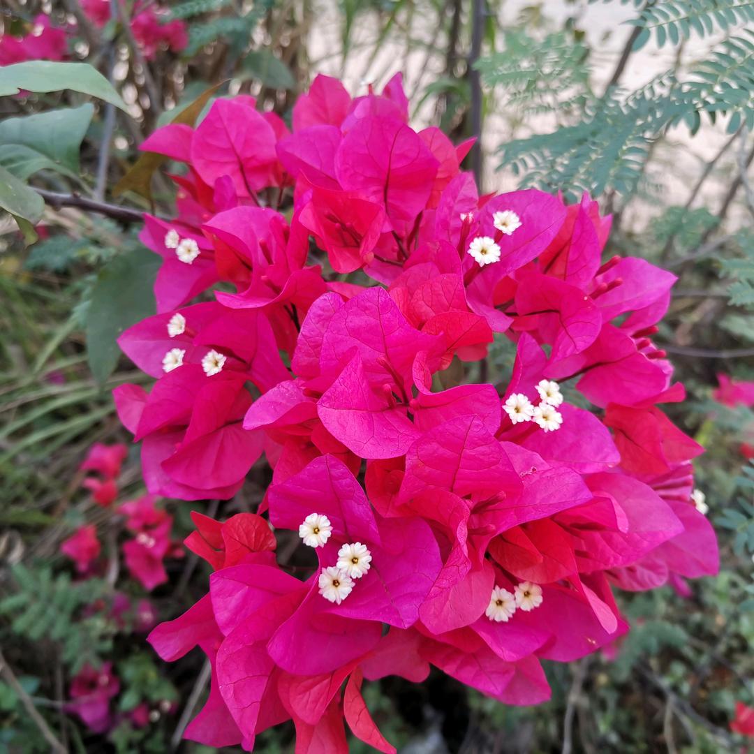棉花糖
