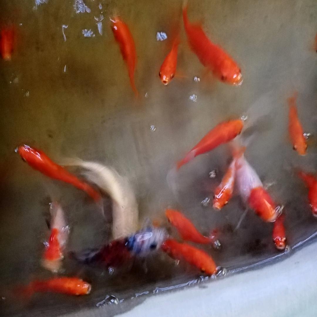 兰花草4463824536530