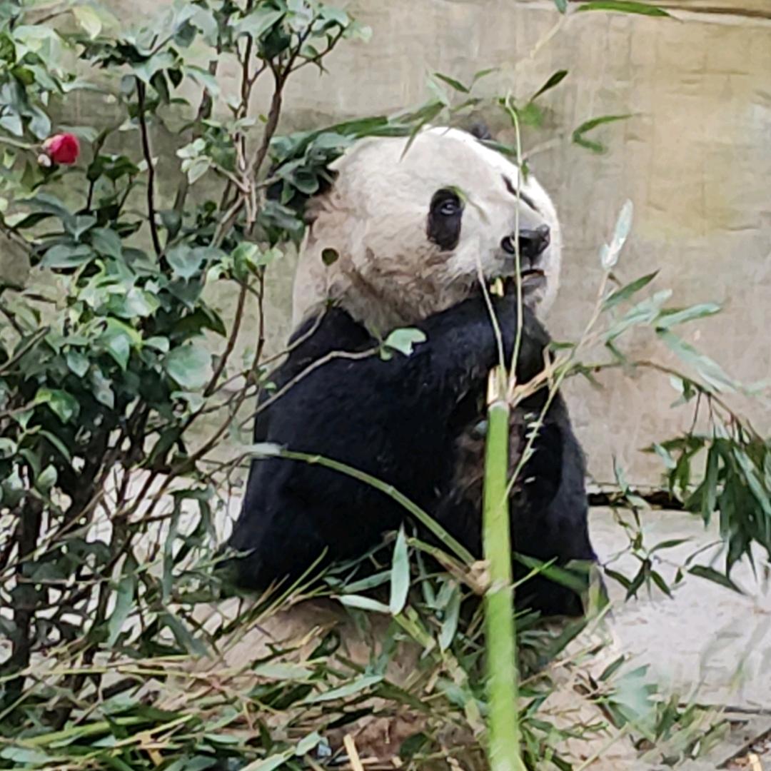 黑石头