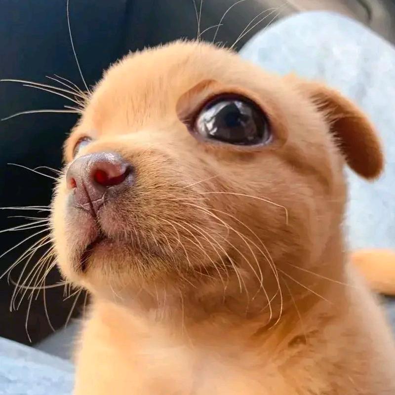 摸鱼