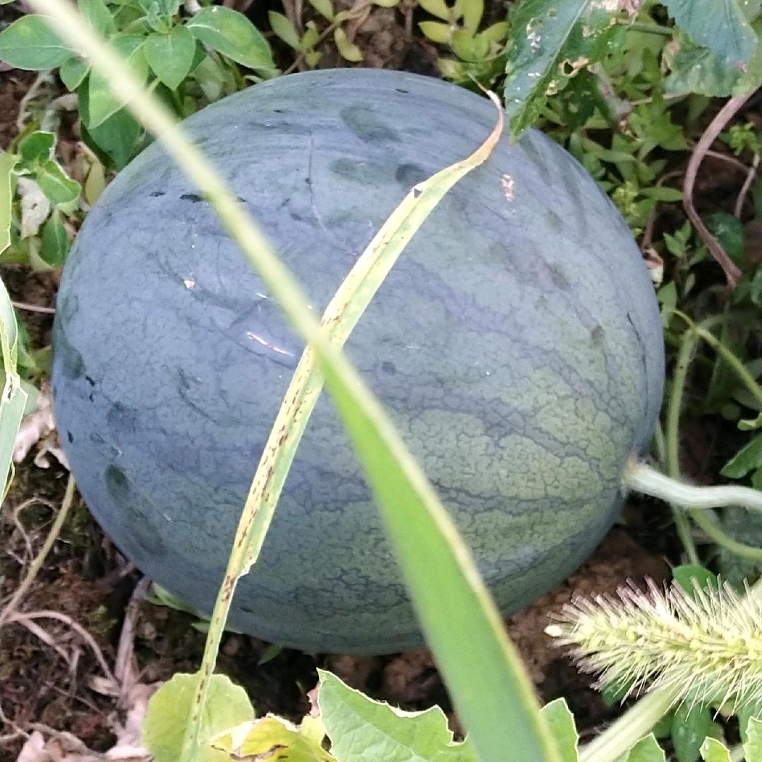 专业西瓜种植