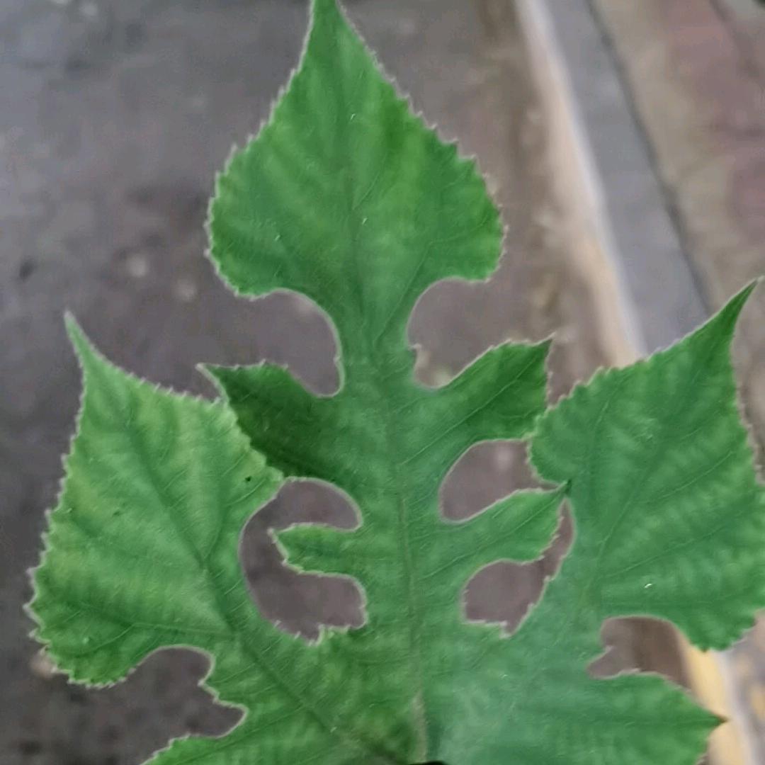 我的全世界