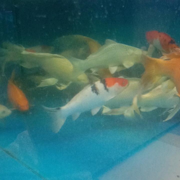 羅爸越来越好