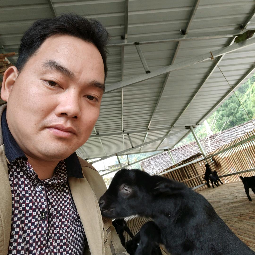 周八皮牧羊全国游