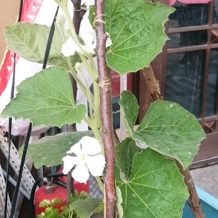 葫芦娃