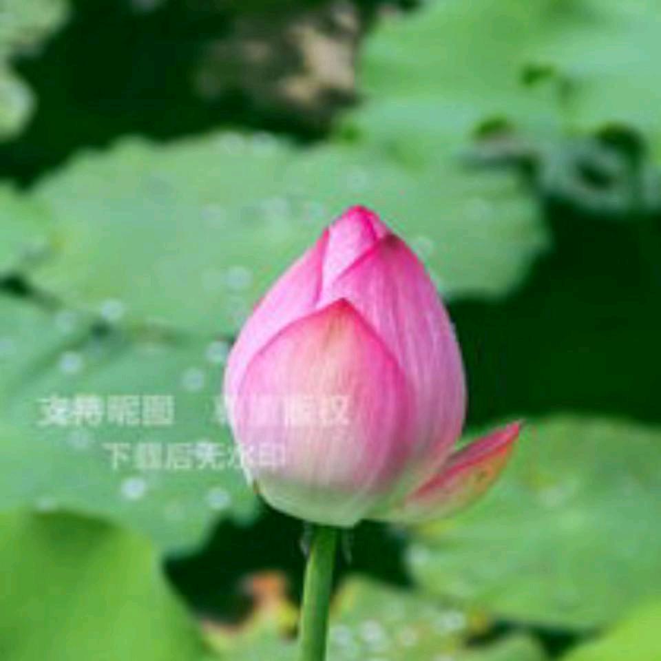 平安