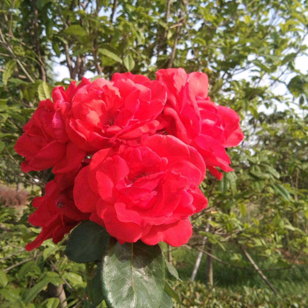 每天都要快乐537