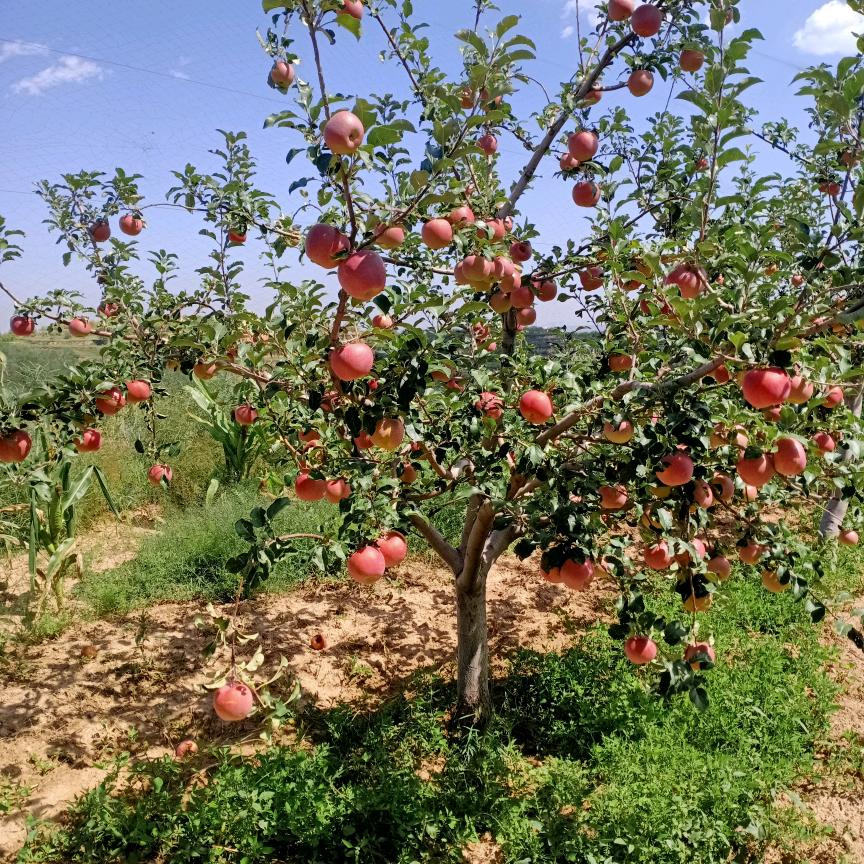陈🌲住🎋气🌷