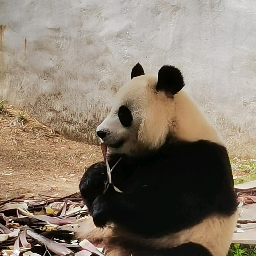 蛮嘟嘟和肥呼呼