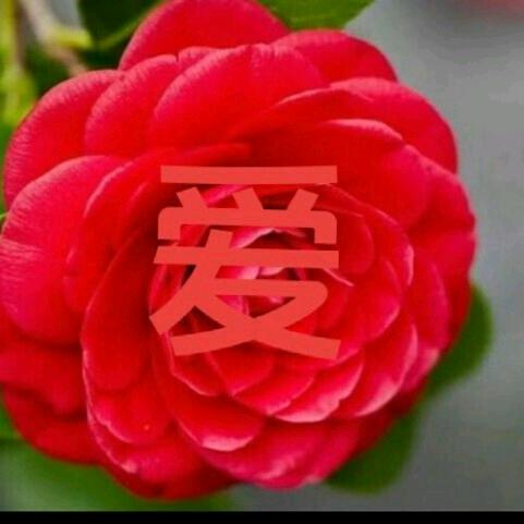 爱