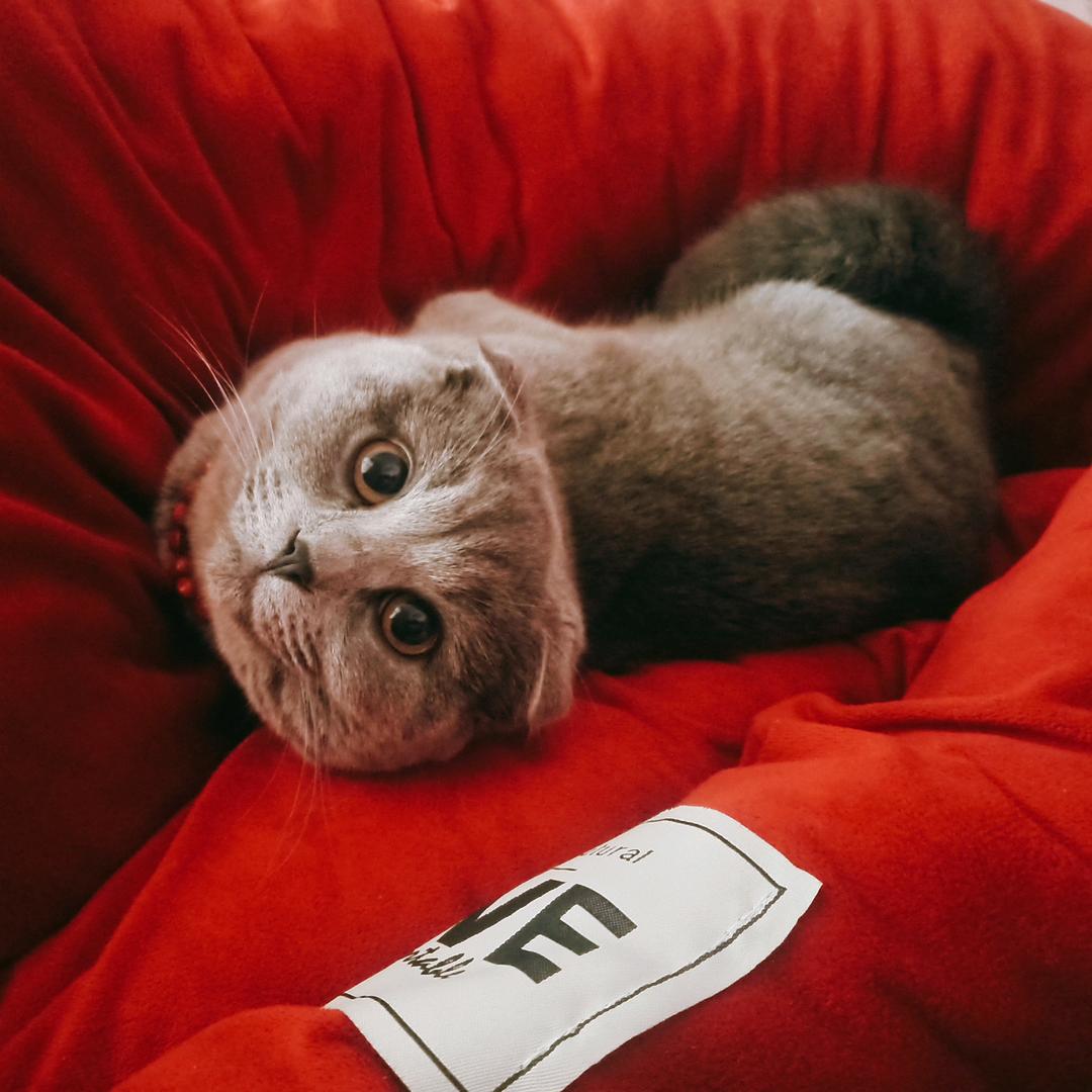 黑粉头子🫚🧸💐