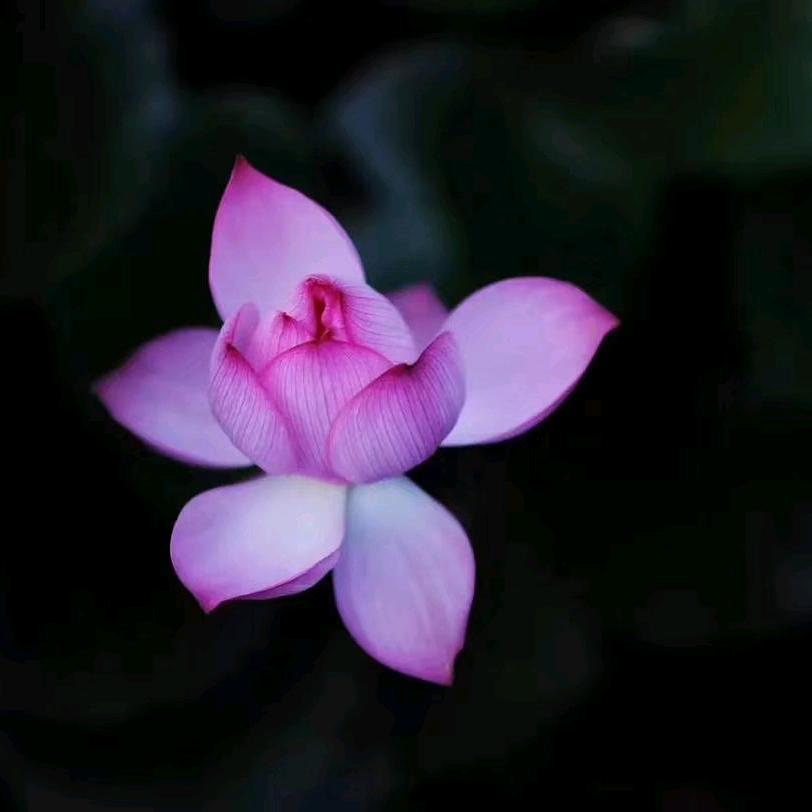 🌸言谈悦人心