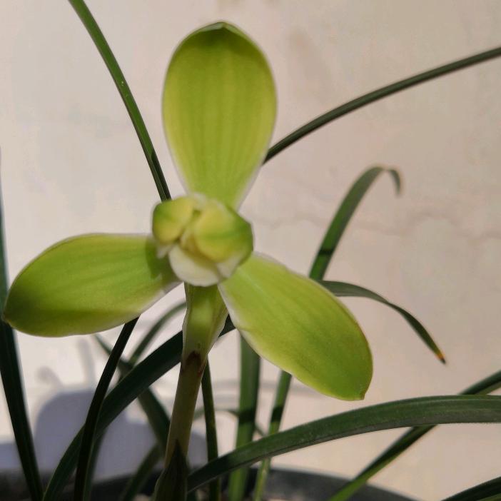 稻草人