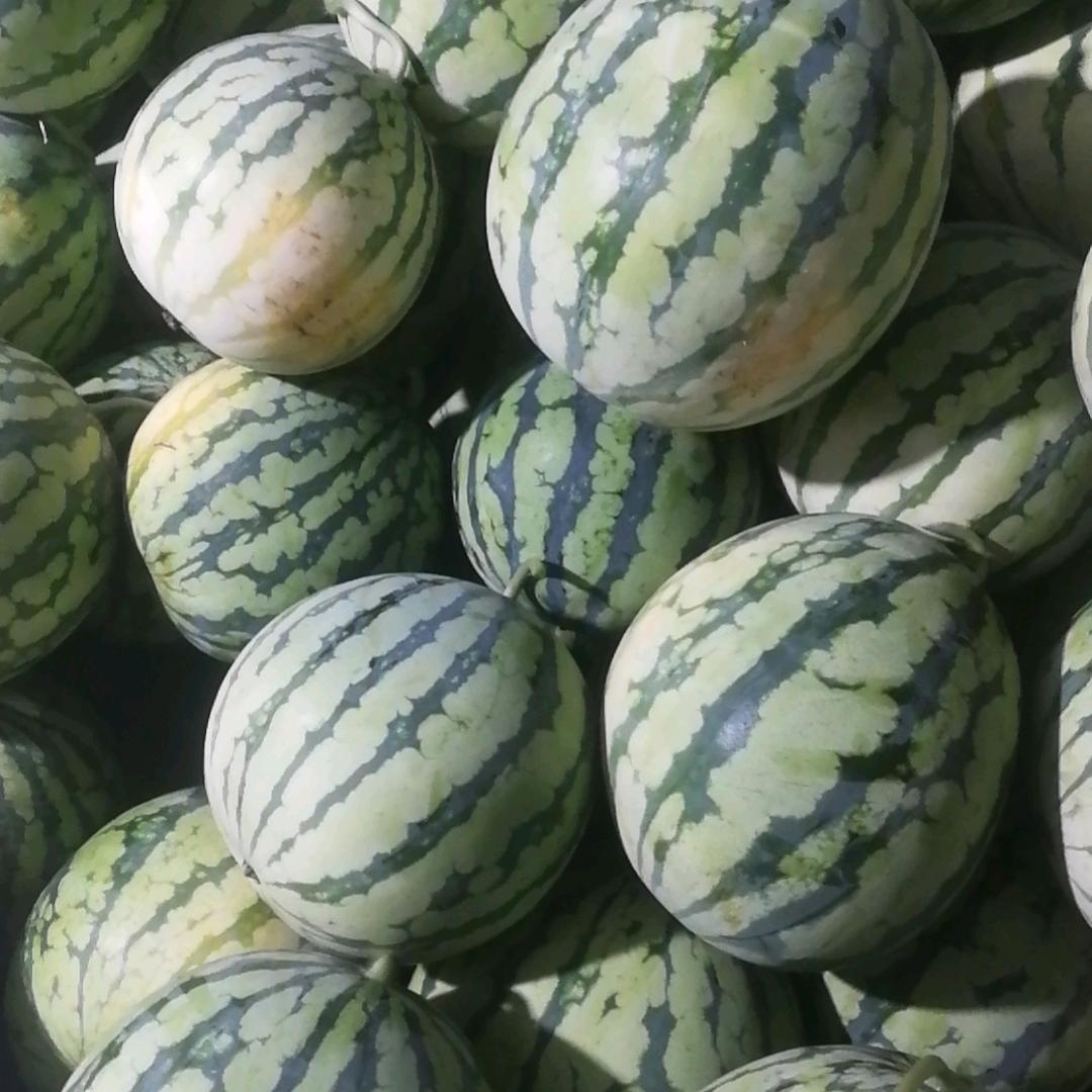 大士明