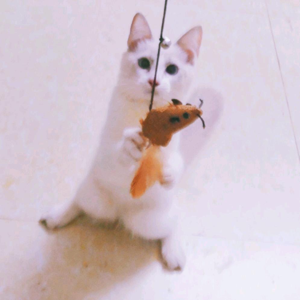 何物昂