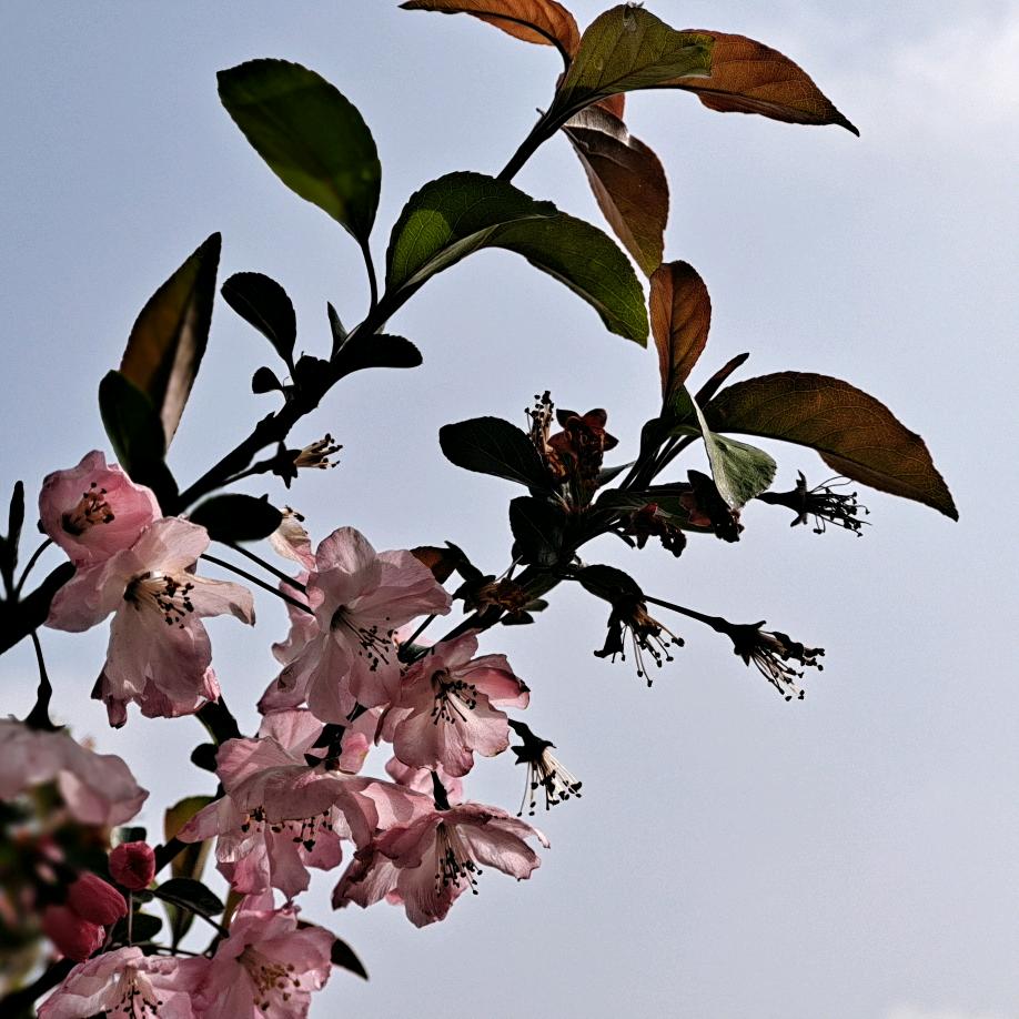 芳草地