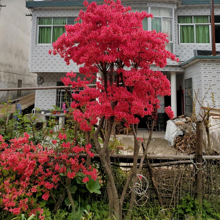映山红园林