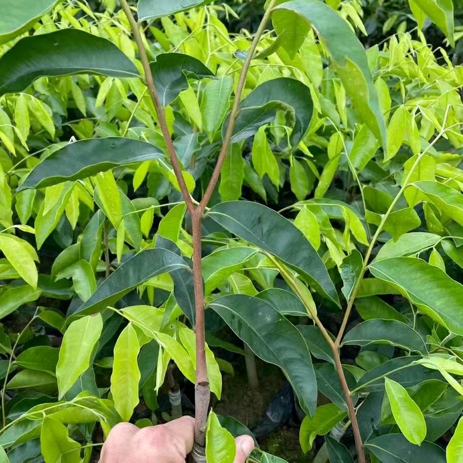黑奇楠沉香基地