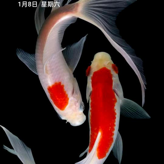 用户zhu,冰是睡着的水,🐒🐒🌹?