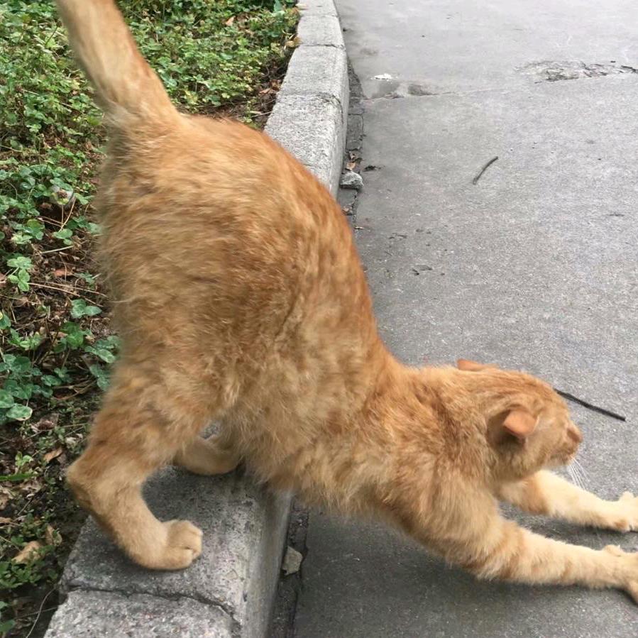 我是一只来自北方的狼🐺