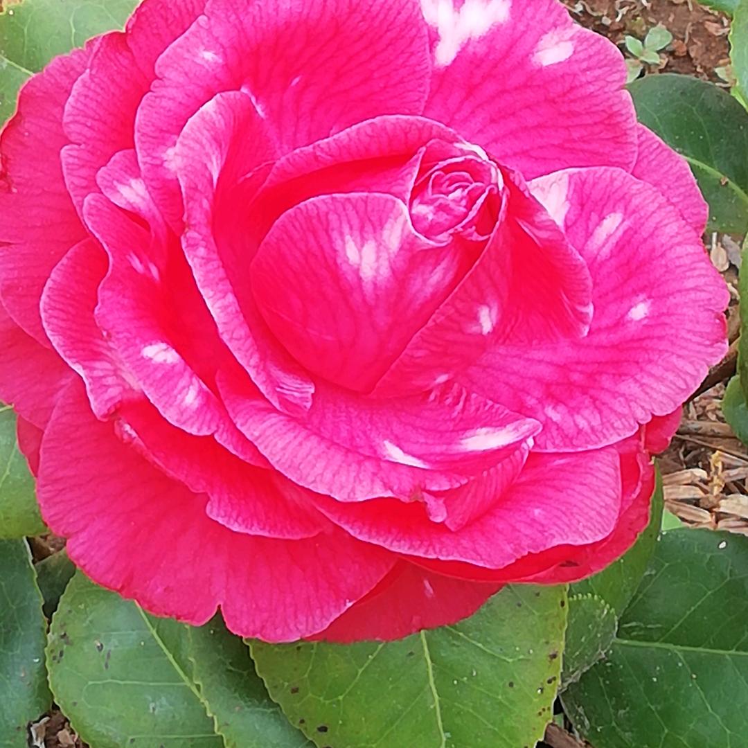芳草