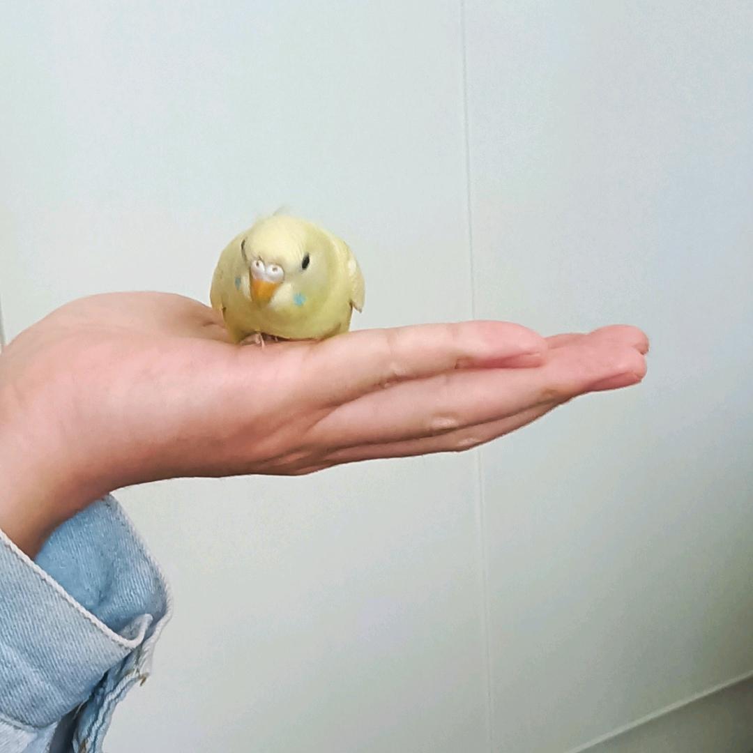 蒜个饺子