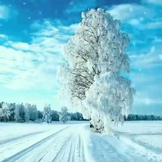 傲雪冰峰